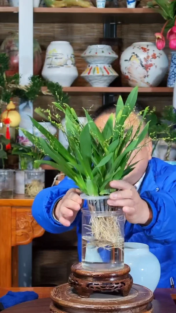 全部花苞身****！水之韵水培梦香兰
