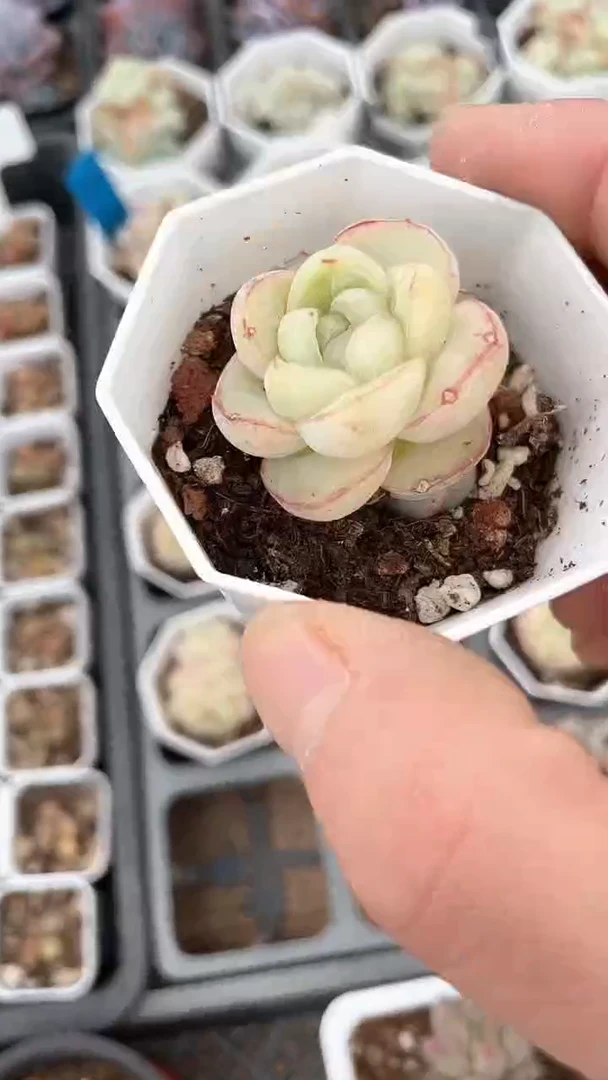 【闪购商品】小八角胖虎单双多肉