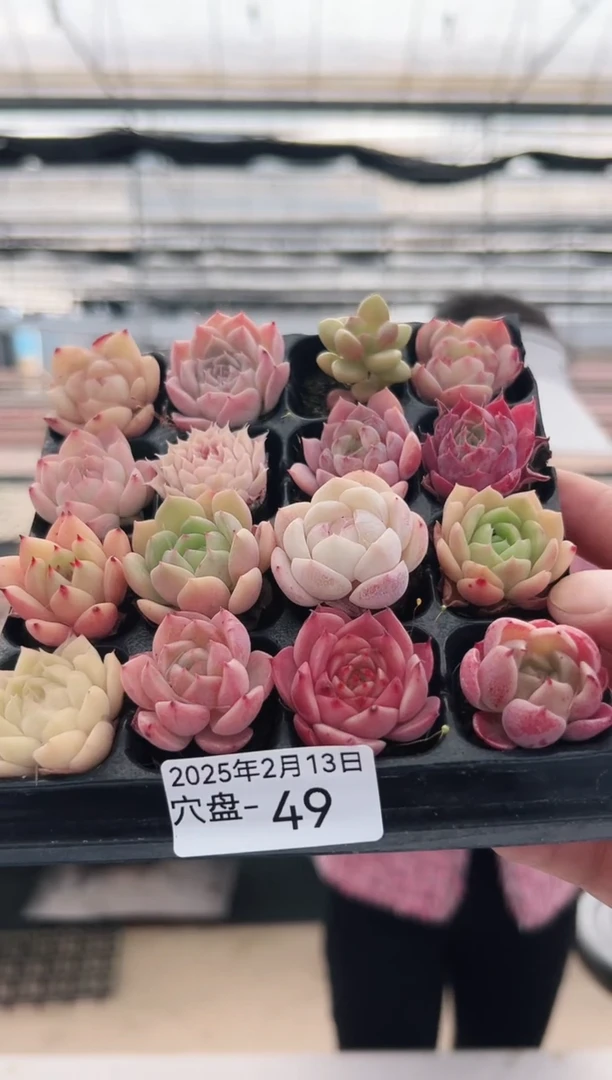 【闪购商品】穴盘-49