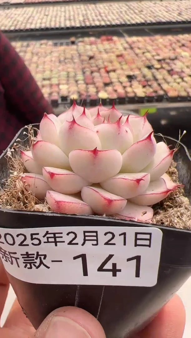 【闪购商品】新款多肉-141