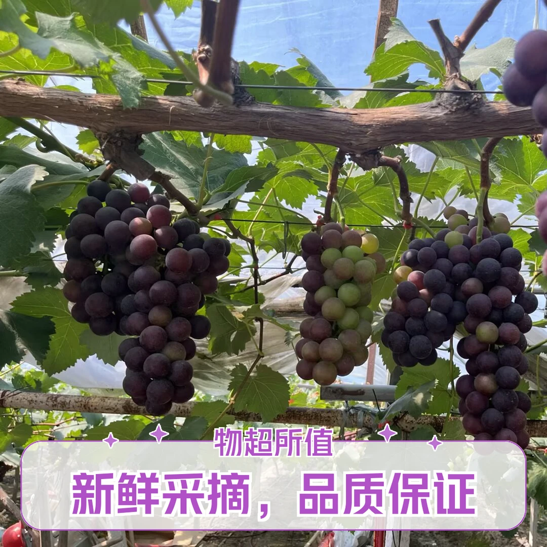 【顺丰】大圩葡萄巨峰葡萄新鲜采摘巨峰葡萄葡萄同城送安徽省