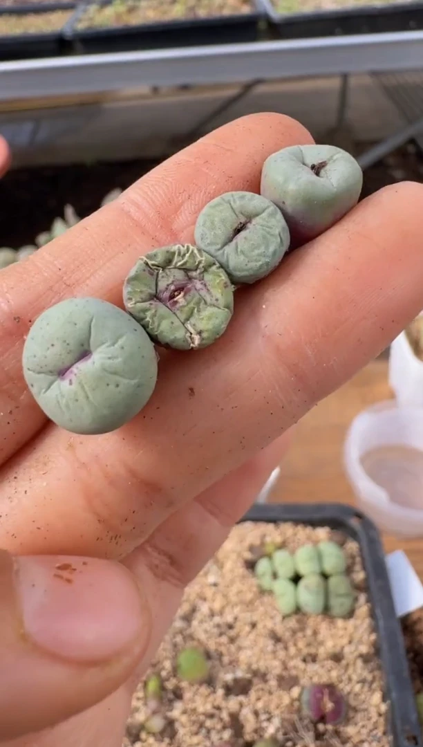 【闪购商品】9-148