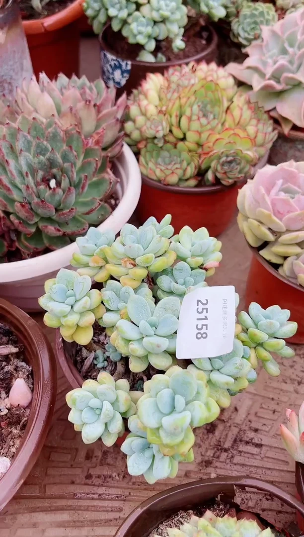 阿**华25158多肉植物一物一拍