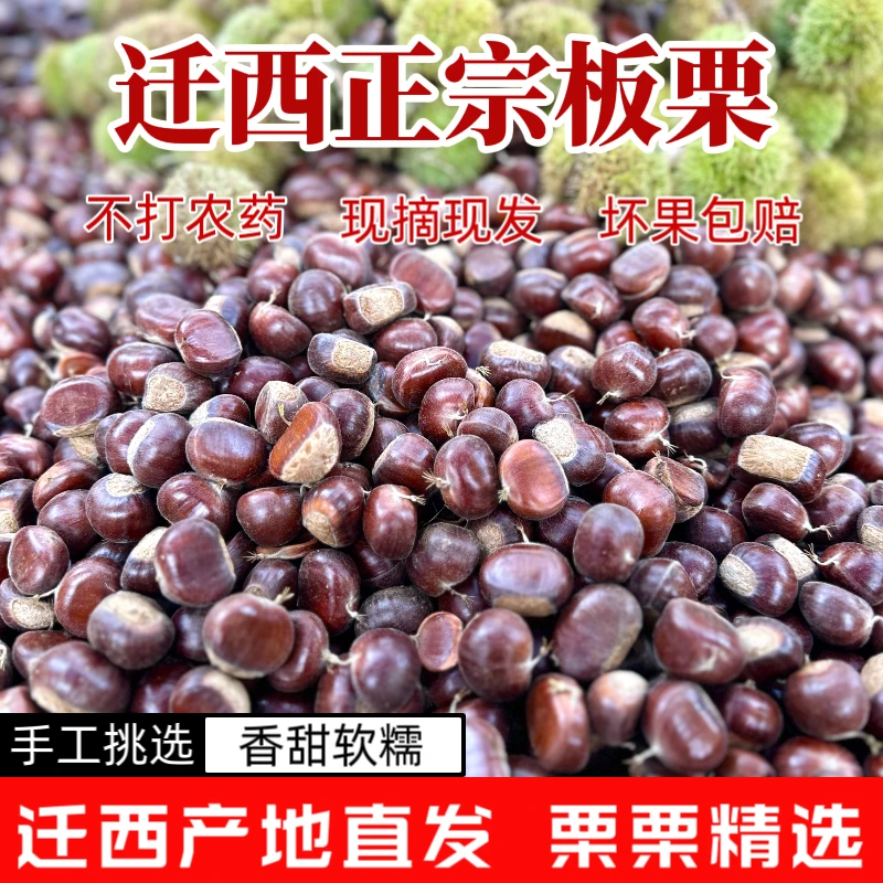 【精选上糖大栗】2025年迁西板栗燕山新鲜生板栗京东板栗高山老树