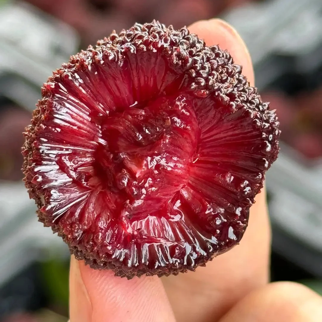 DQ正宗云南东魁杨梅鲜果大甜新鲜水果孕妇当季整箱3.8斤顺丰包邮新鲜杨梅云南省