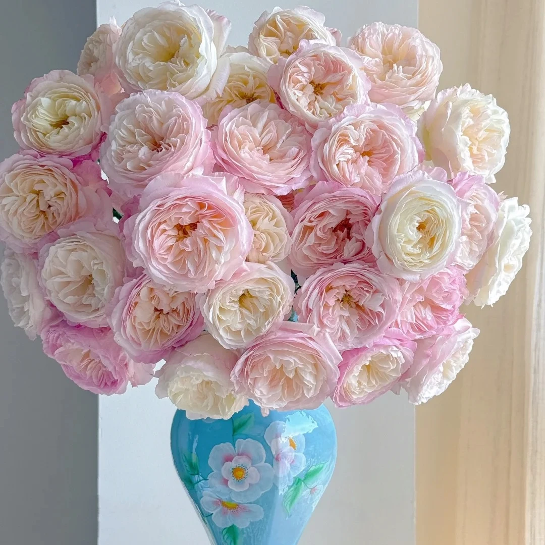 凯拉多头玫瑰-家养鲜花云南基地直发-任意两单包邮