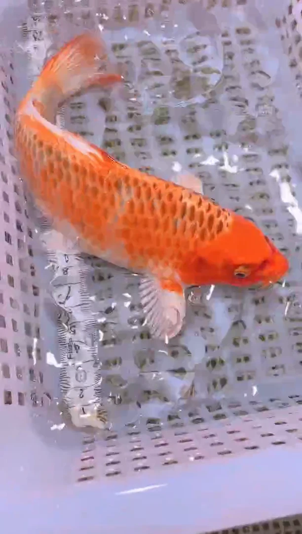 锦鲤冷水观赏鱼全场包邮250