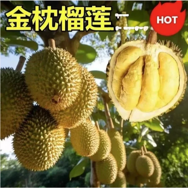 【当年结果】正宗榴莲果树苗南方北方可种可地栽盆栽耐寒ii