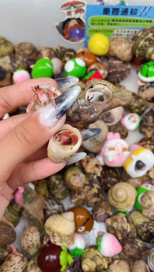 陌派甄选寄居蟹4136