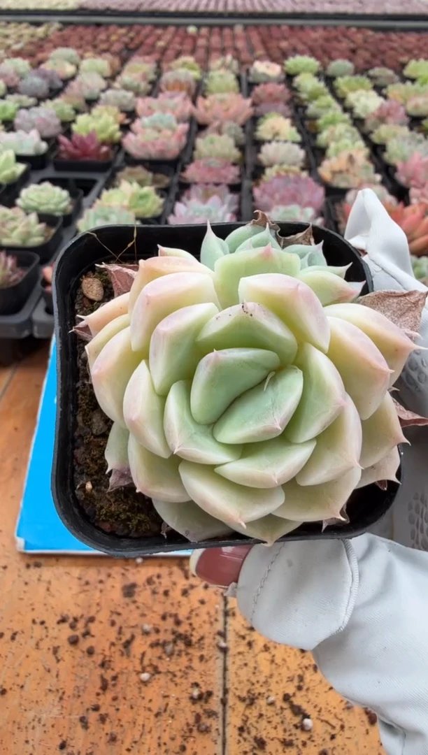 东云多肉园二店-113