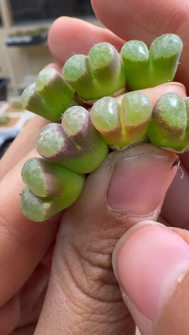 美丽的肉石头10-362磁铁选拔一颗