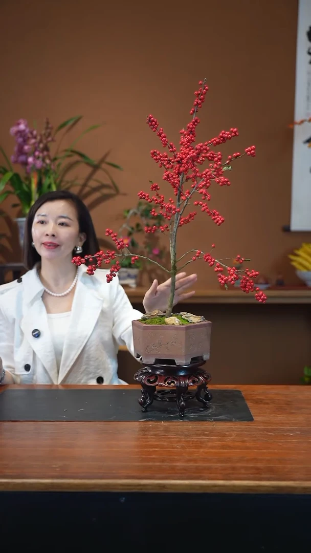 全部花朵冬青盆景盆景盆景