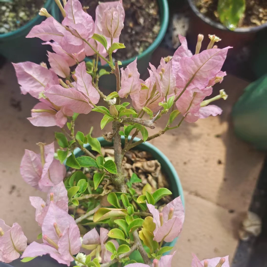 【魔法樱花+猩红女王】牙签苗无售后客服不在线介意勿拍以