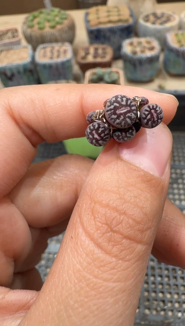 30-252多肉植物肉锥