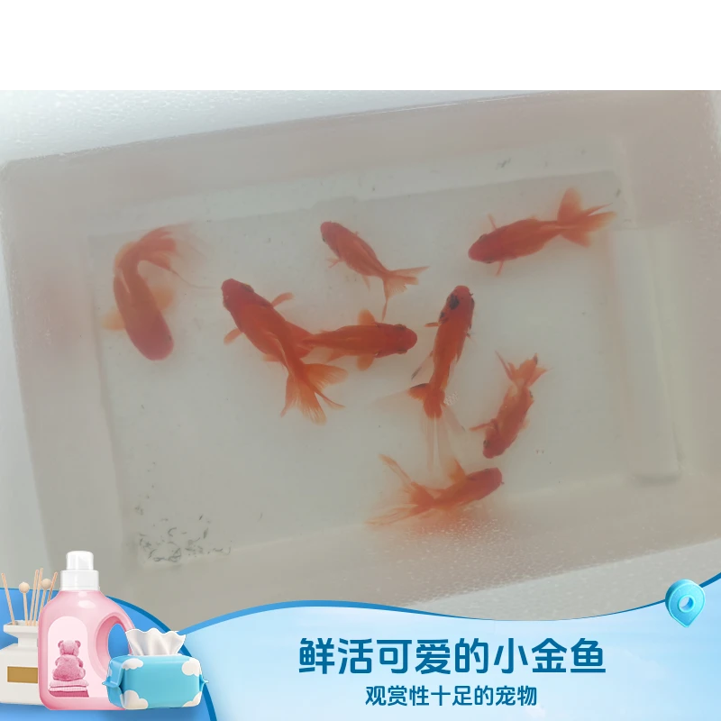 301-400渔场直销红白三色黑黄白锦鲤