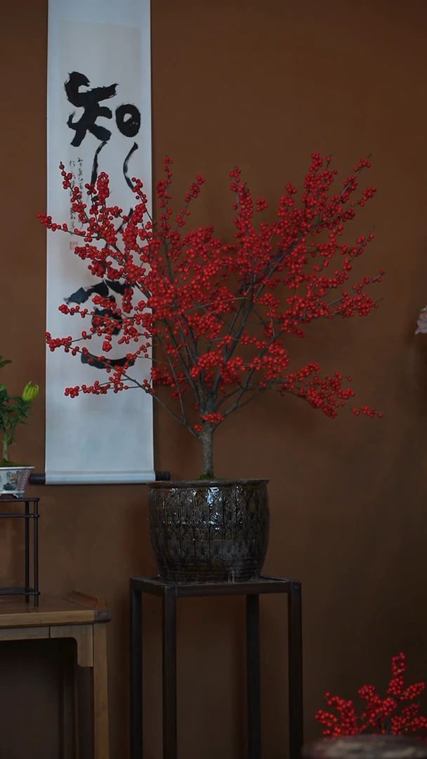 全部花朵火棘盆景盆景盆景