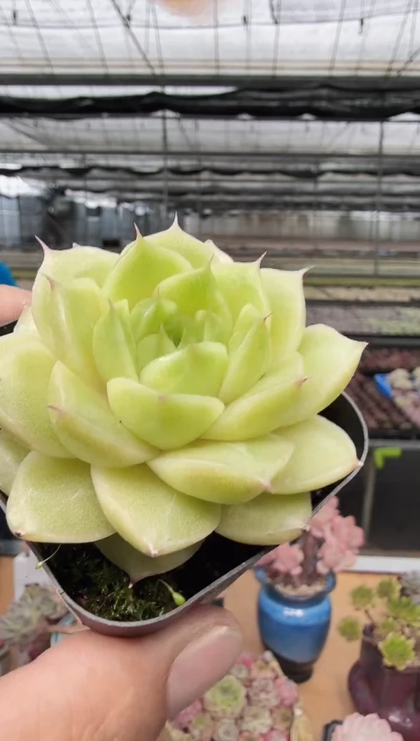 东云多肉园新款-52