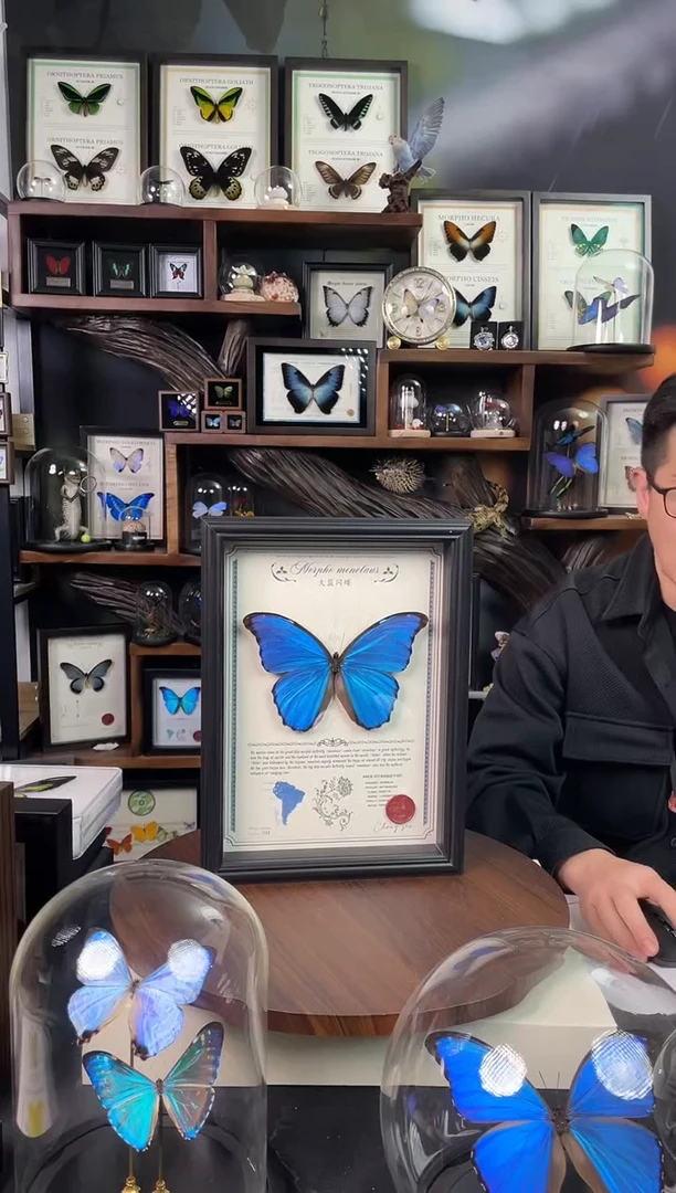 大蓝闪蝶-豪华版【A4欧式框】