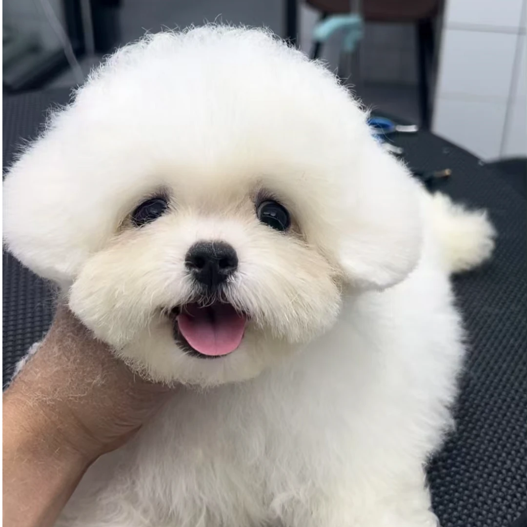 【千仟家】宠物活体狗萌宠小狗