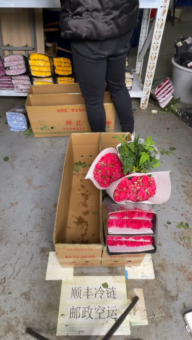 佛洛依德1扎+苏菲3扎+九星叶