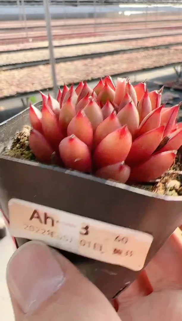 【闪购商品】新-117