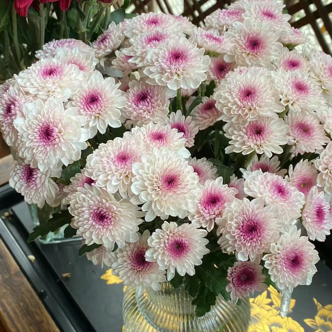 【顺丰发货】 马蒂斯雏菊鲜花1-4单一个运费自选品种