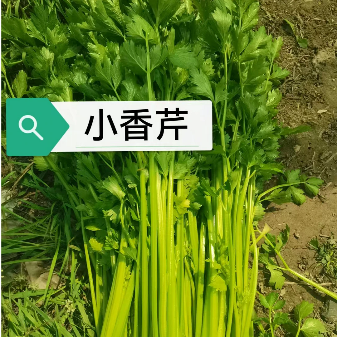 崇明农家小莴笋3斤装 /小芹菜3斤装无保鲜剂美味京东送货到家