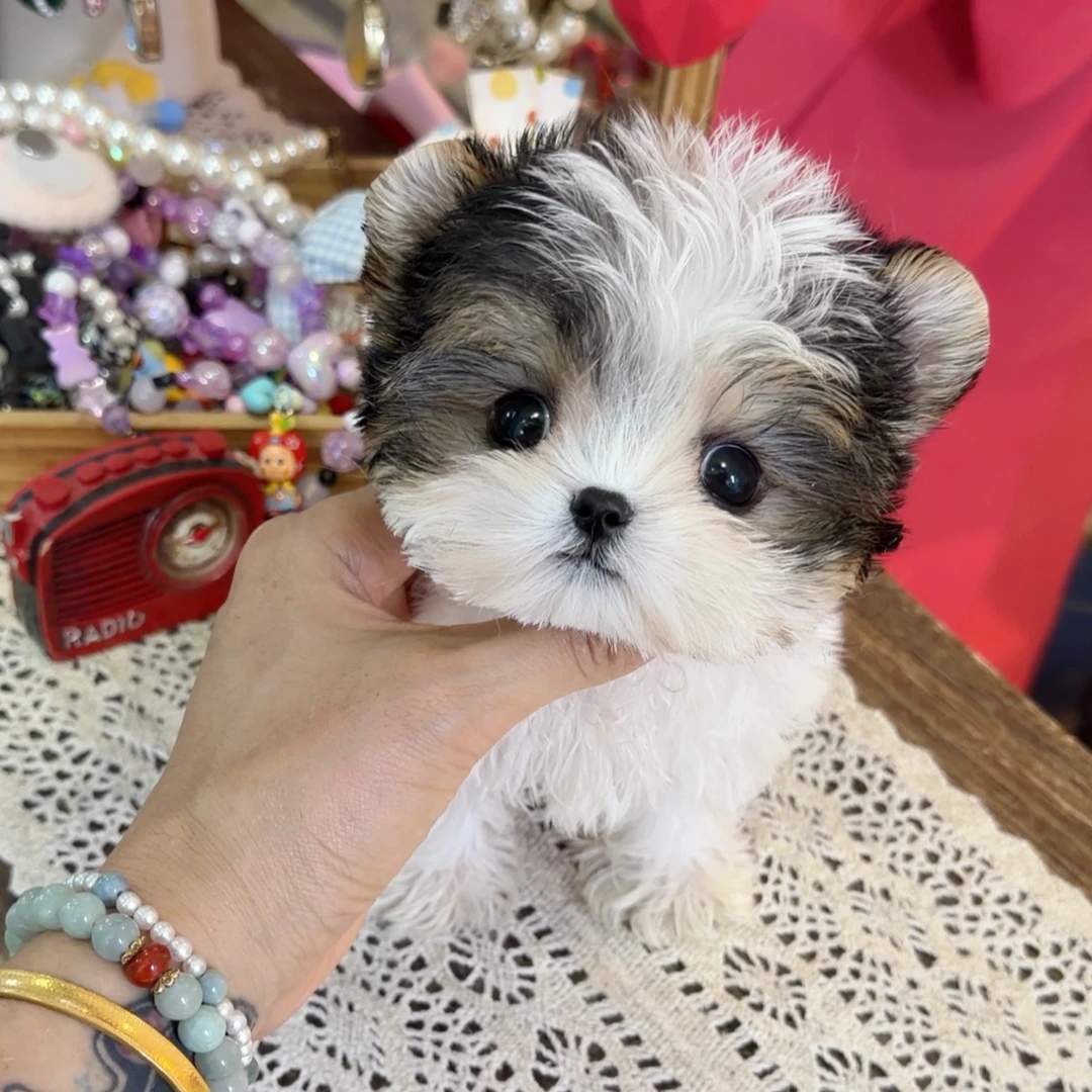 约克夏弟弟L1【上海大莹家】精致萌宠狗狗幼犬