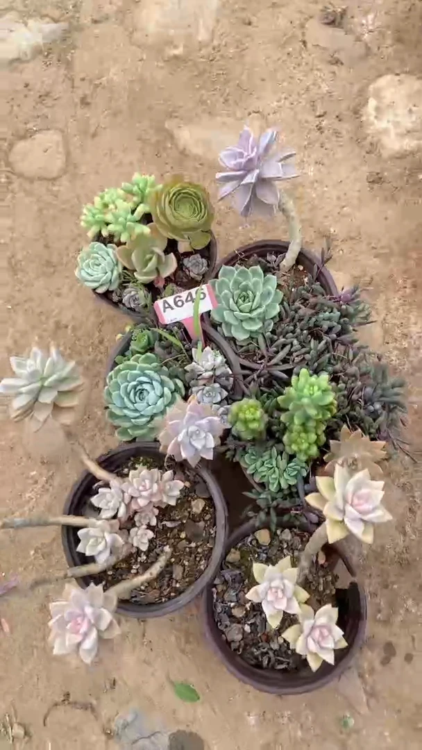 A646闪购清风花木兰多肉组合脱土发货