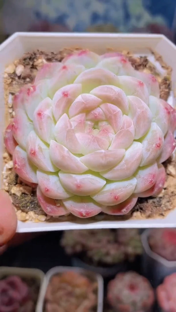 【闪购商品】132蜡像