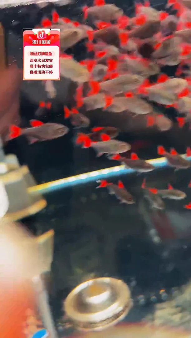 海水鱼田*秀海克斯科技发色灯鱼