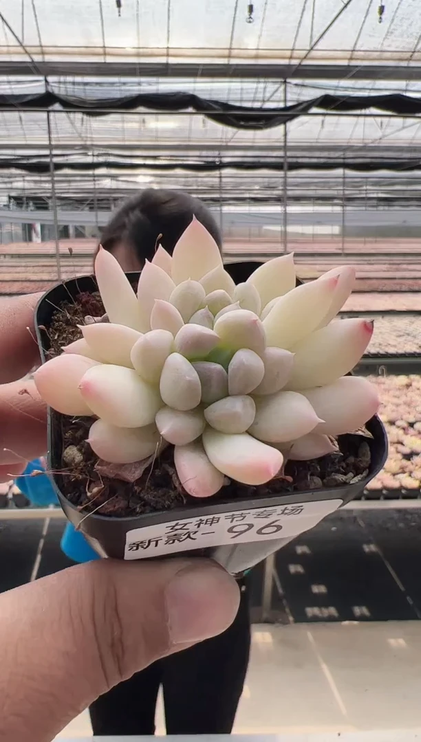 【闪购商品】新款多肉-96