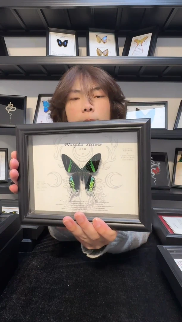 玻璃真实蝴蝶标本