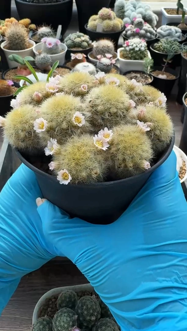 【闪购商品】实生优选白花嘉文丸捧花（带盆）