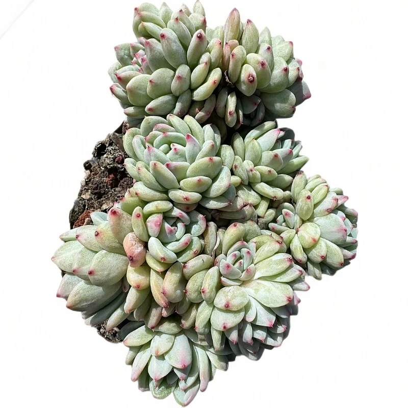 幻彩琉璃锦多肉【满19包邮】