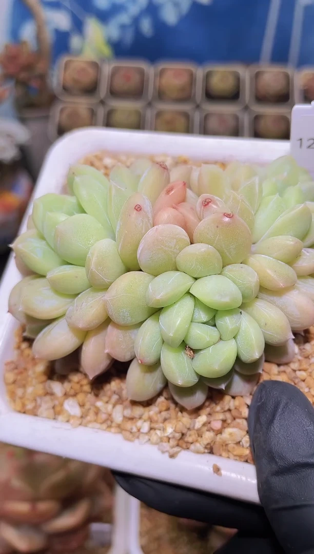 【闪购商品】129绵绵冰