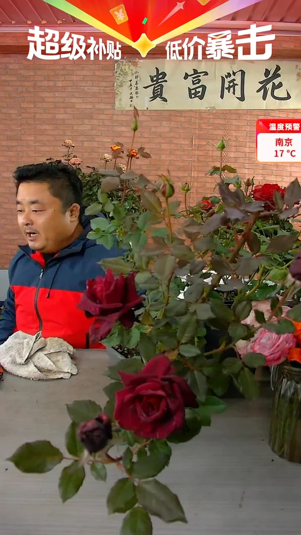 当前无花朵，栽培后可花朵暗香