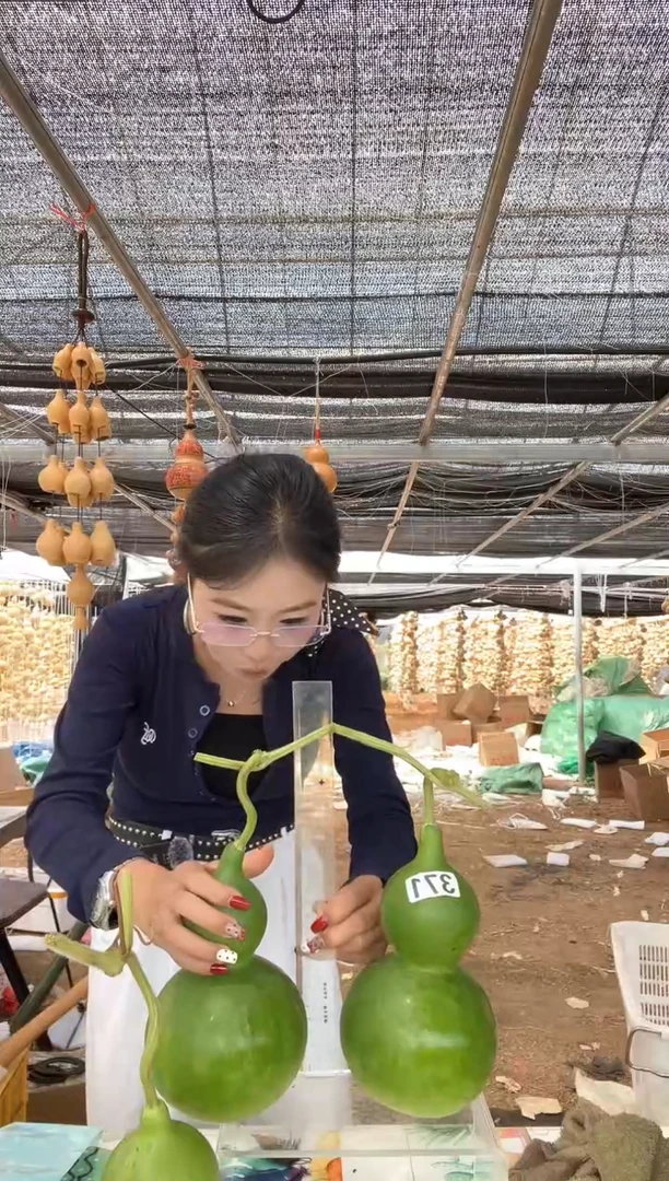 371天然葫芦摆件 一物一拍龙头不保售后
