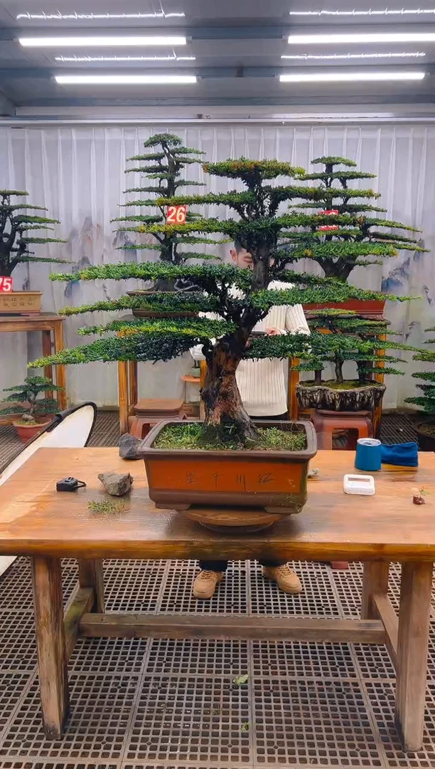 无花朵钟**r精品盆景直播间一物一拍