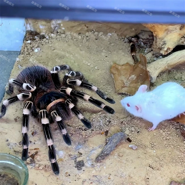 巴西白膝头 成体可达20厘米 大体型蜘蛛 霸气好看
