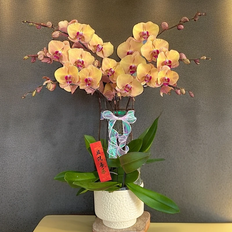 【焦糖】黄花粉芯蝴蝶兰蜡质花花量大耐开耐摆唯美室内花卉