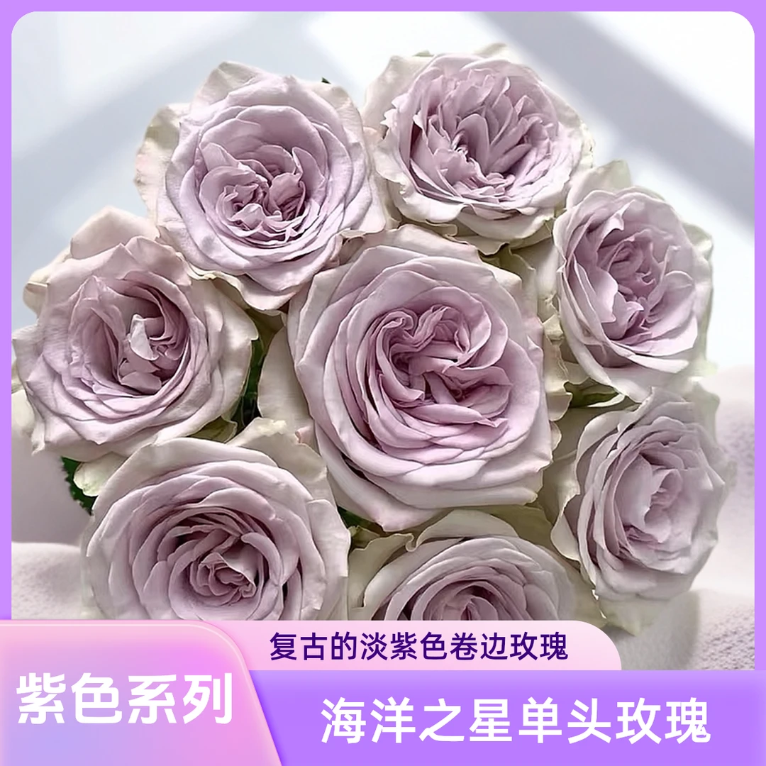 【AAA级海洋之心玫瑰】复古卷边灰紫色香芋紫韵，在浪漫氛围中盛开
