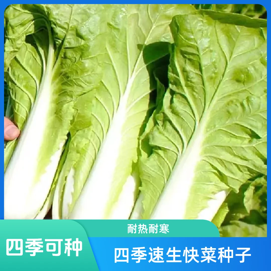 下单就发3包【快菜种子】正品四季速生奶油快菜小白菜农家蔬菜种子