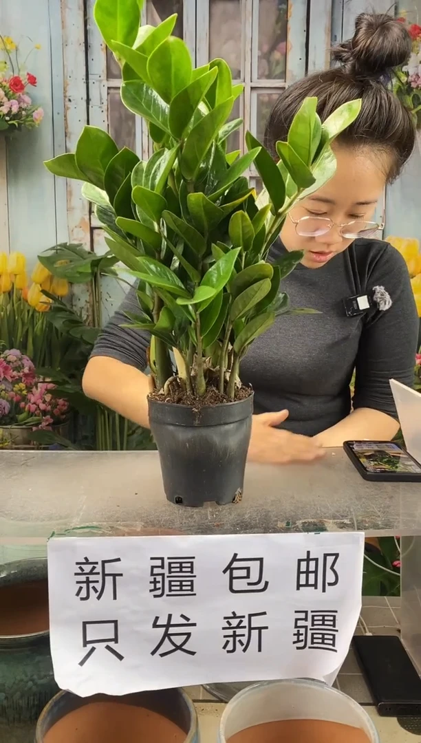 【闪购商品】红陶金钱树一盆装  高度50左右 带肥料