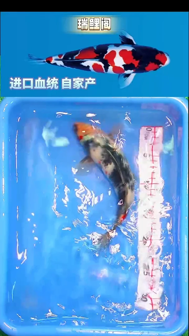 锦鲤瑞鲤阁精选--24