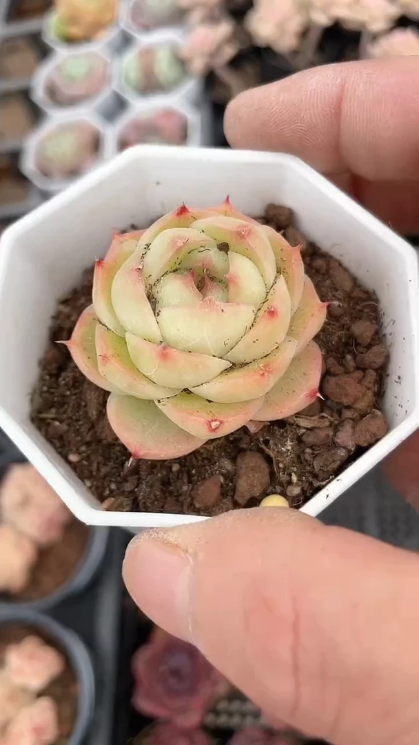【闪购商品】玉玲珑单头多肉