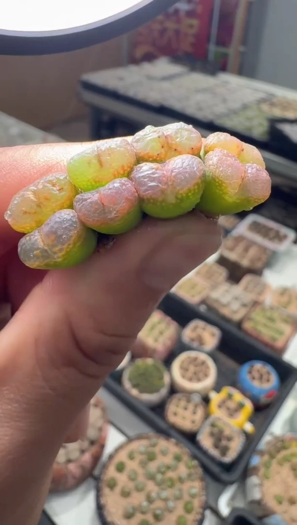 44多肉植物肉锥泡泡勋章一颗