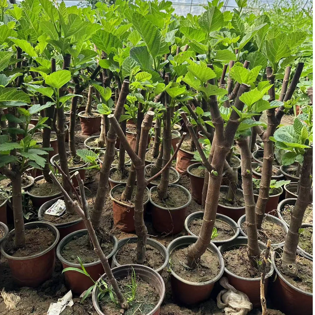 新品！！！威海大青皮 支持一物一拍 精品无花果树苗 基地直发