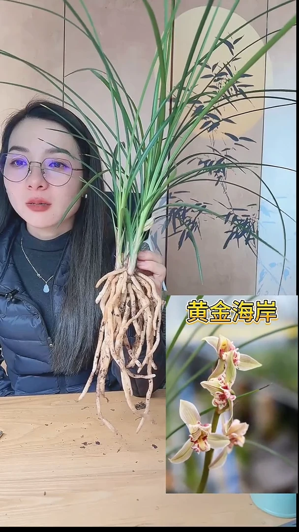 当前无花栽培后可以开花；黄金海岸
