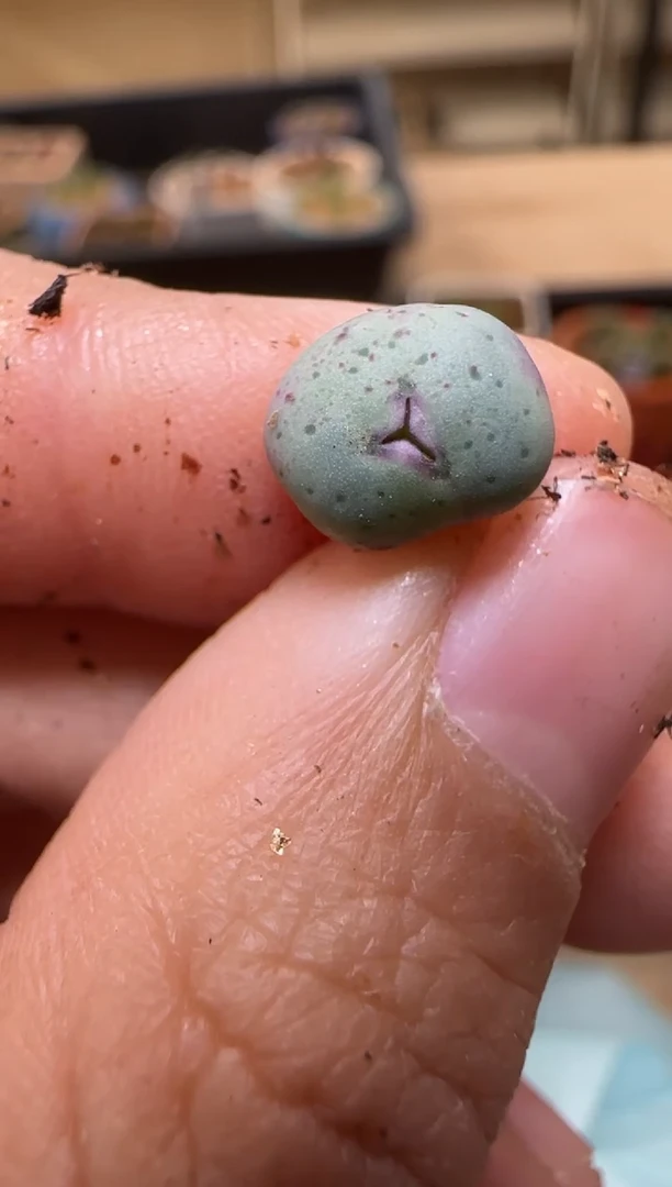 【闪购商品】7--88